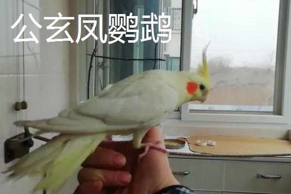 玄凤鹦鹉有什么习性,喜欢集群活动