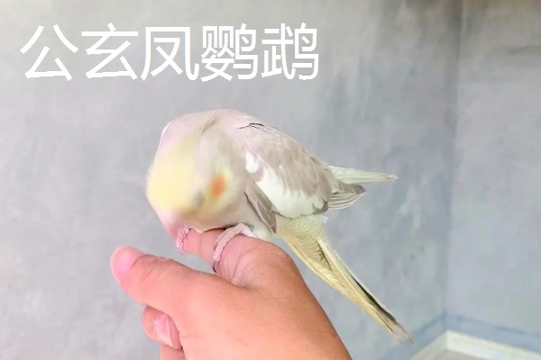 玄凤鹦鹉有什么习性,喜欢集群活动