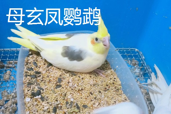 玄凤鹦鹉有什么习性,喜欢集群活动