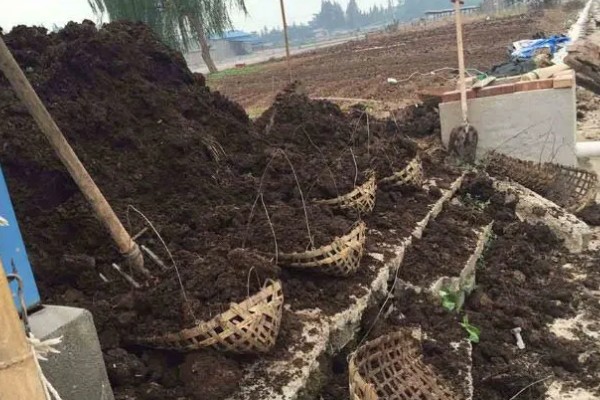 甜椒怎么施肥,开花结果期可追施尿素和磷酸二氢钾