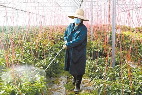 甜椒怎么施肥,开花结果期可追施尿素和磷酸二氢钾