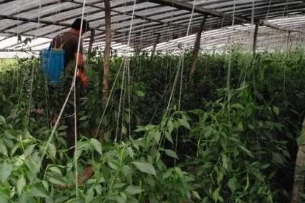 甜椒怎么施肥,开花结果期可追施尿素和磷酸二氢钾