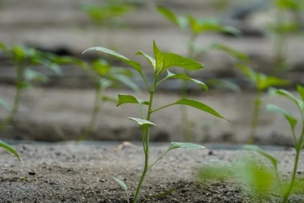 甜椒怎么施肥,开花结果期可追施尿素和磷酸二氢钾