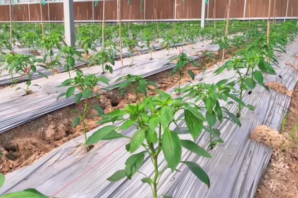 甜椒怎么施肥,开花结果期可追施尿素和磷酸二氢钾