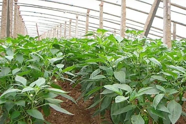 甜椒怎么施肥,开花结果期可追施尿素和磷酸二氢钾