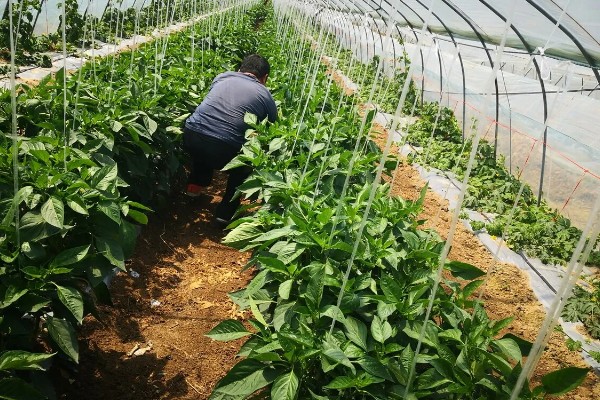 甜椒怎么施肥,开花结果期可追施尿素和磷酸二氢钾