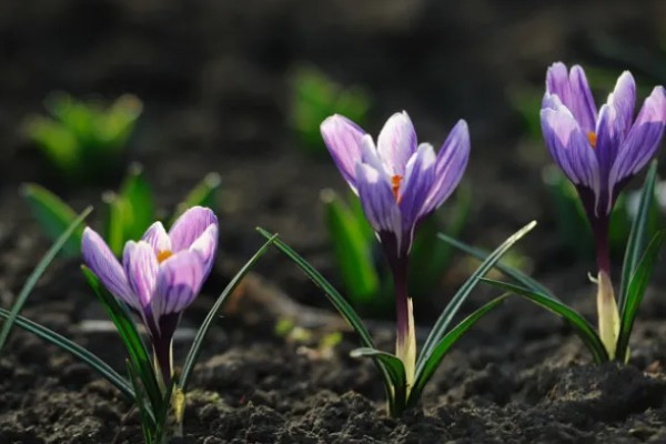 藏红花是不是花蕊，属于雌蕊