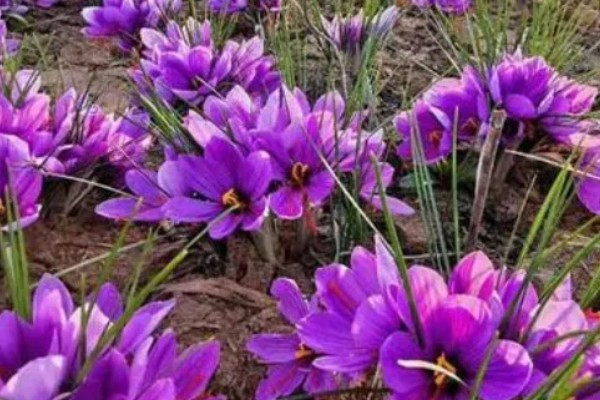 藏红花是不是花蕊，属于雌蕊