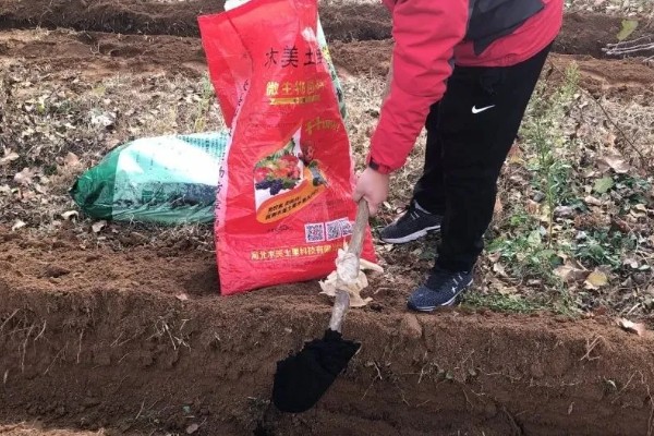 藏红花是不是花蕊，属于雌蕊