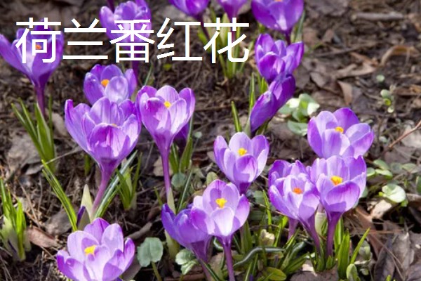 藏红花是不是花蕊，属于雌蕊