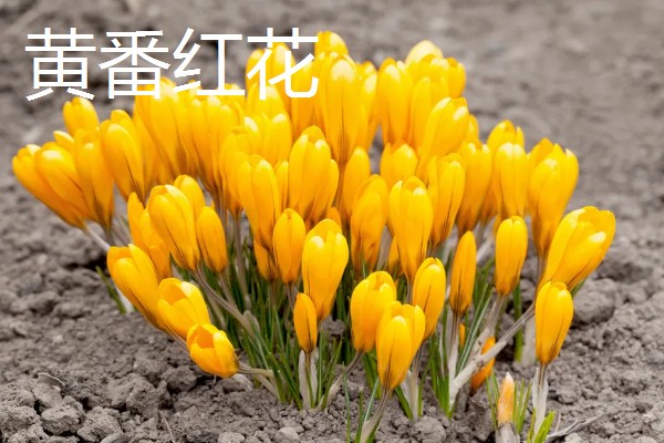 藏红花是不是花蕊，属于雌蕊