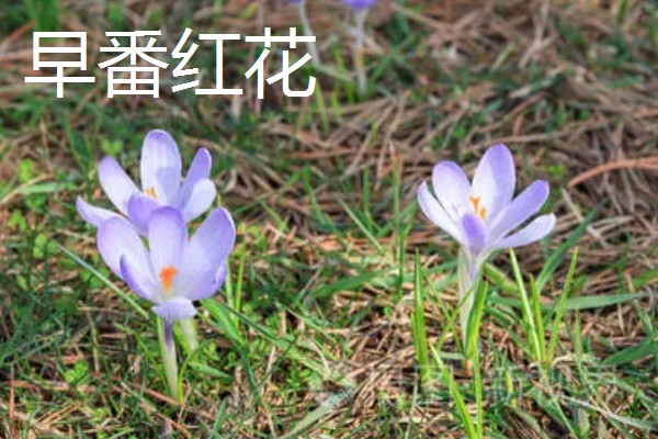 藏红花是不是花蕊，属于雌蕊