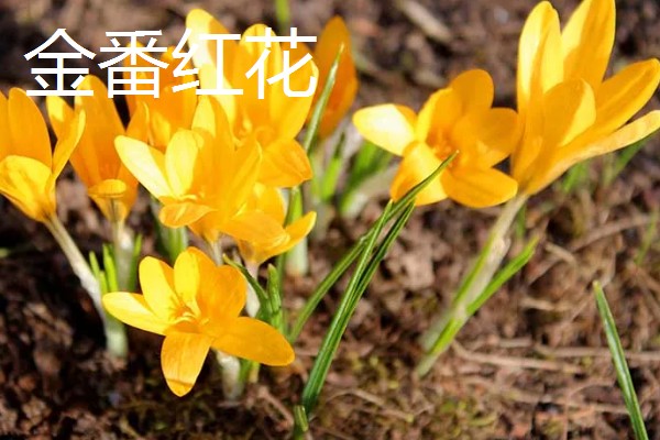 藏红花是不是花蕊，属于雌蕊