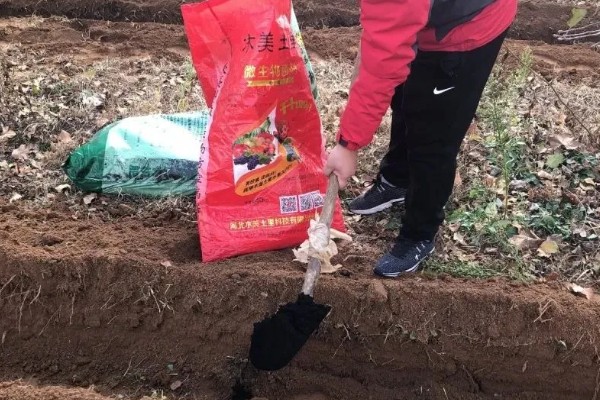 白菜能用氯化钾的肥吗，白菜可施加氯化钾肥