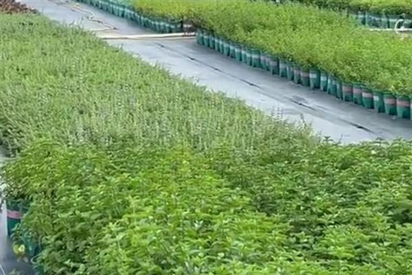 香草的种植方式,生长旺期追施有机肥