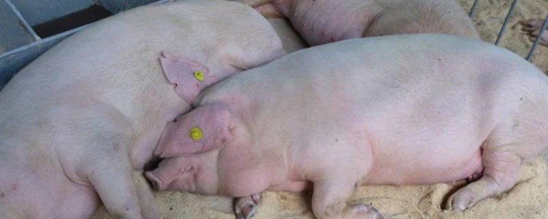 母猪为什么产前不吃食，胎儿压迫、温度不适都是常见原因