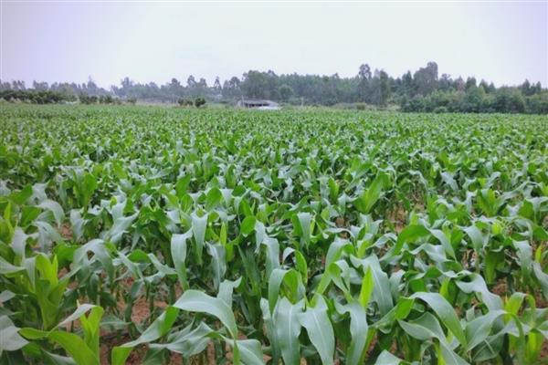 宏博701玉米种的特征特性,从出苗至成熟需要131天