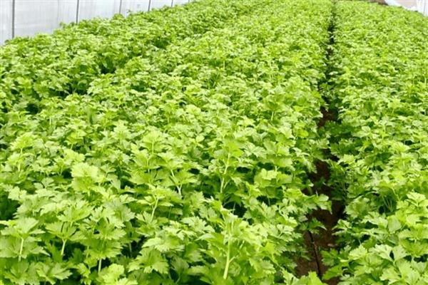 芹菜叶上长斑是哪种病,可能是感染了芹菜叶斑病