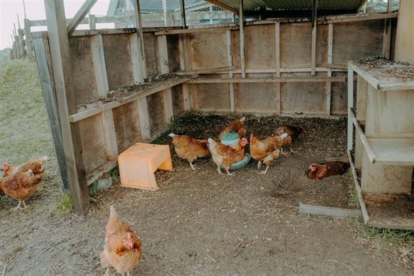 怎么搭建鸡窝，尽可能选在离树木比较近的地方