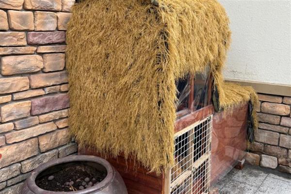 怎么搭建鸡窝，尽可能选在离树木比较近的地方