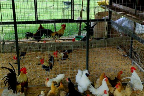 怎么搭建鸡窝，尽可能选在离树木比较近的地方