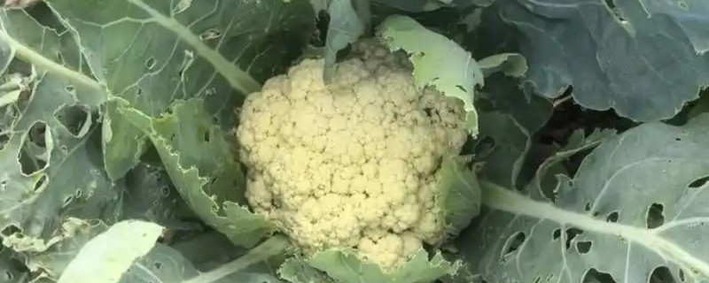 花椰菜如何施肥，整个生育期还需追肥三次