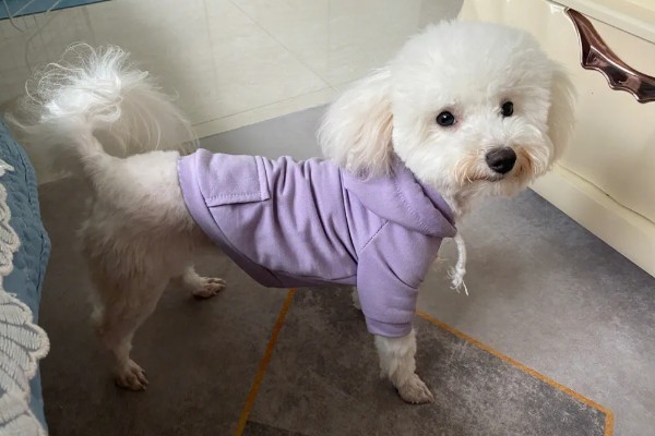 狗狗穿衣服好不好,有好处也有坏处