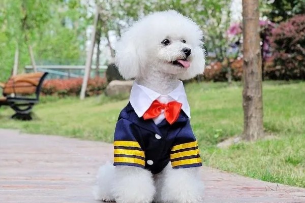狗狗穿衣服好不好,有好处也有坏处