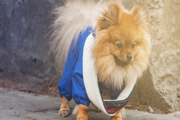 狗狗穿衣服好不好,有好处也有坏处