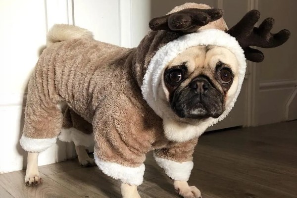狗狗穿衣服好不好,有好处也有坏处