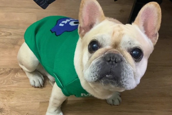 狗狗穿衣服好不好,有好处也有坏处