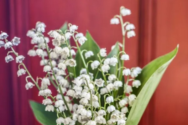 铃兰花的寓意,寓意纯洁、幸福等