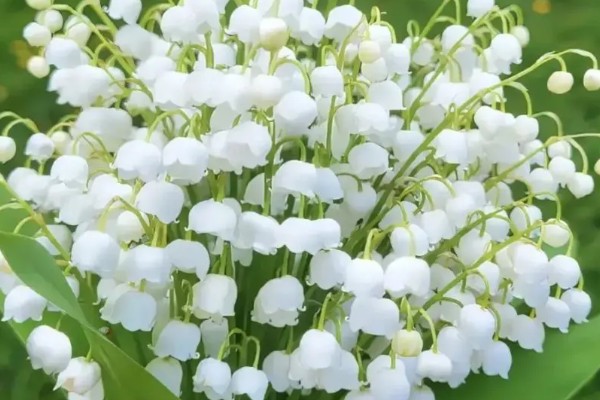 铃兰花的寓意,寓意纯洁、幸福等