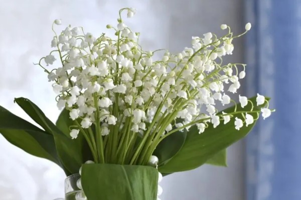 铃兰花的寓意,寓意纯洁、幸福等