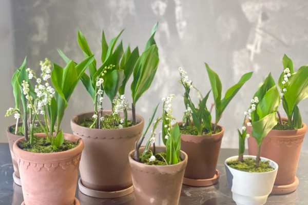 铃兰花的寓意,寓意纯洁、幸福等