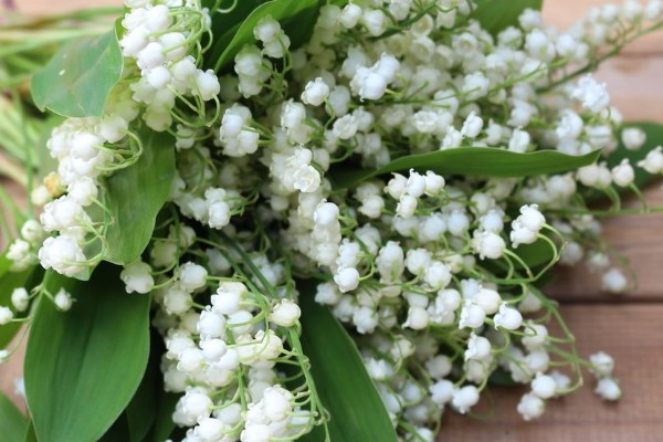 铃兰花的寓意,寓意纯洁、幸福等