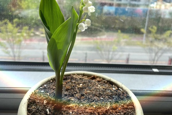 铃兰花的寓意,寓意纯洁、幸福等