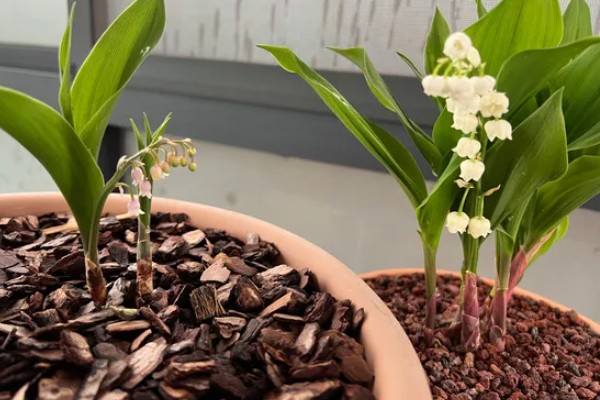 铃兰花的寓意,寓意纯洁、幸福等