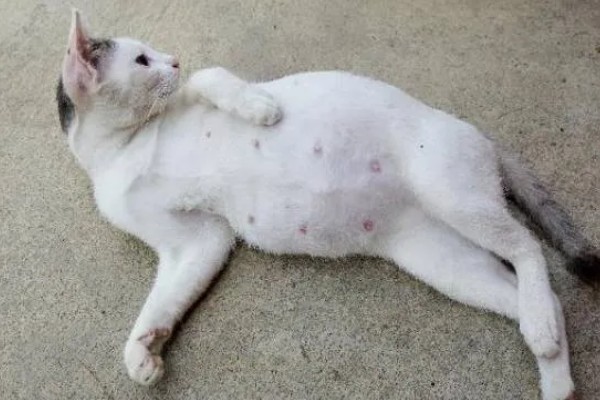 判断猫咪是否要生产的方法，羊水破裂代表即将分娩