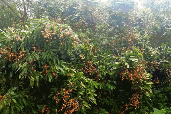 桂圆的产地，产自我国南方地区