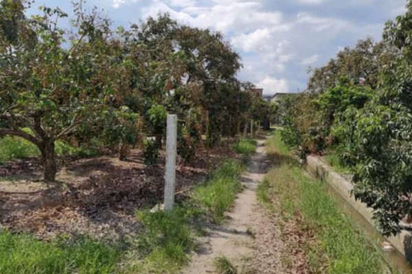 桂圆的产地，产自我国南方地区