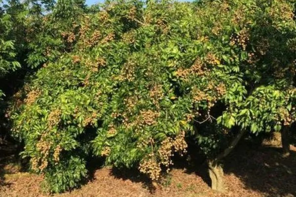 桂圆的产地，产自我国南方地区