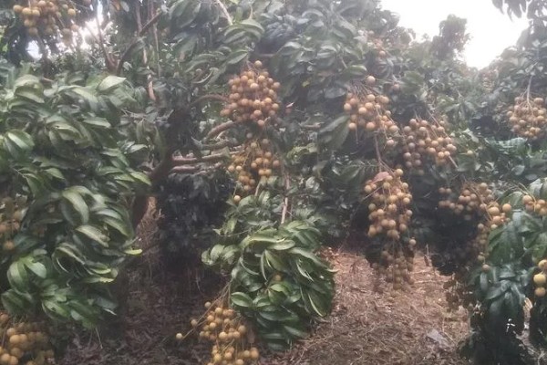 桂圆的产地，产自我国南方地区