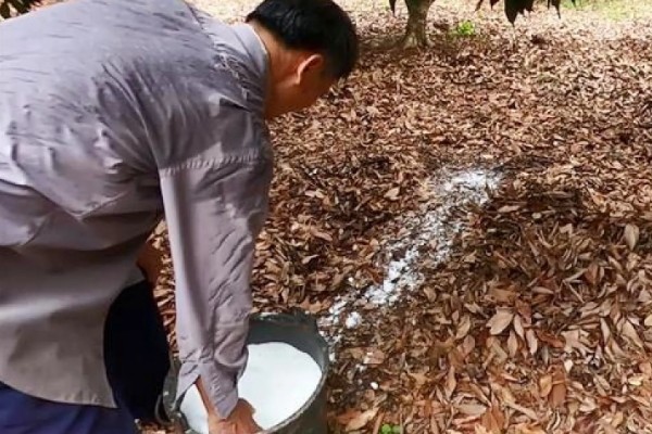 桂圆的产地，产自我国南方地区