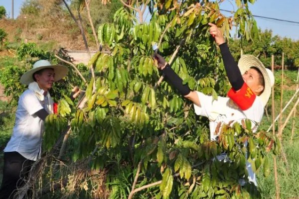 桂圆的产地，产自我国南方地区