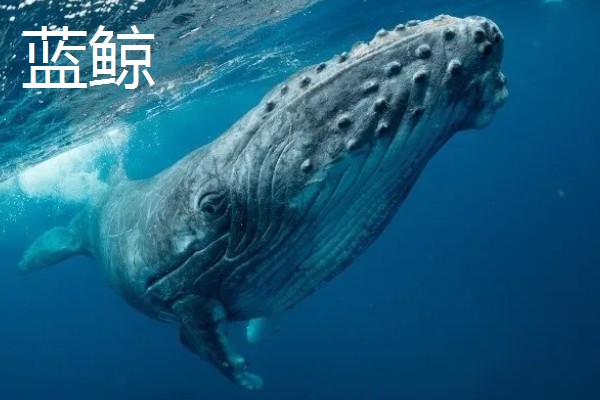 大白鲨体型大还是蓝鲸体型大，蓝鲸成年后体长能达到30米左右