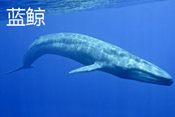 大白鲨体型大还是蓝鲸体型大，蓝鲸成年后体长能达到30米左右