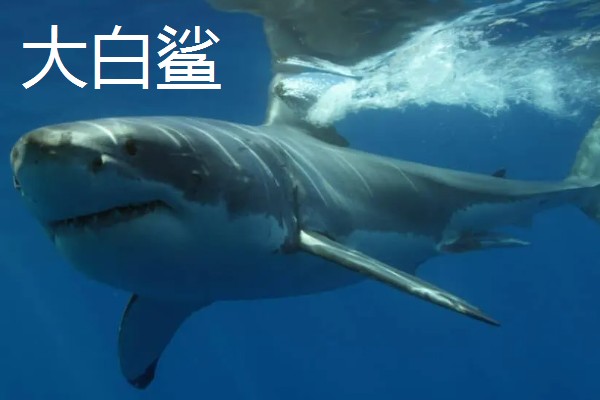 大白鲨体型大还是蓝鲸体型大，蓝鲸成年后体长能达到30米左右