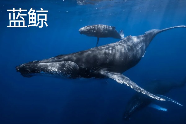 大白鲨体型大还是蓝鲸体型大，蓝鲸成年后体长能达到30米左右