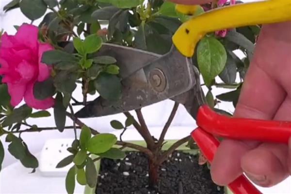 杜鹃花的修剪时间,花蕾期、开花后等时期均可修剪